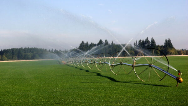 Turf Maintenance